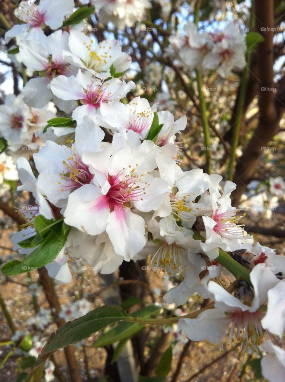 home israel green flowers by noyabar