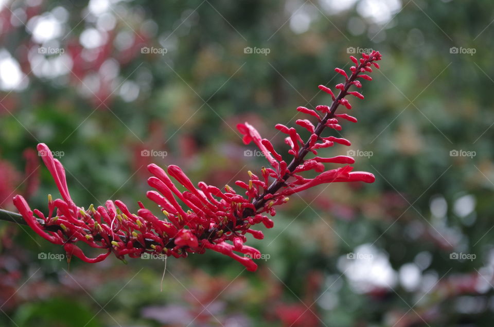 Redtip Flower