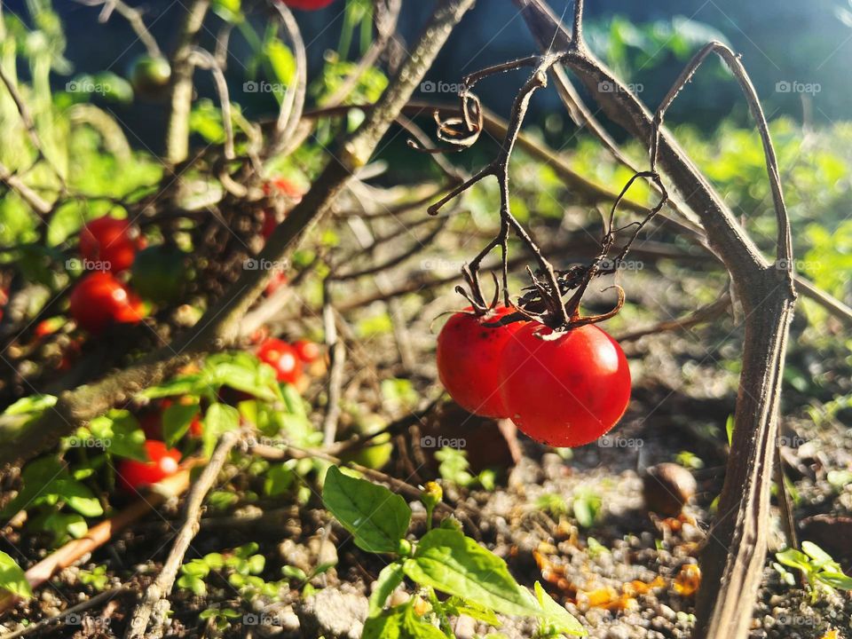 Red Tomato plant closeup in the sun