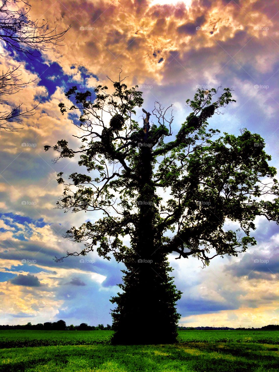 Silhouette of a tree