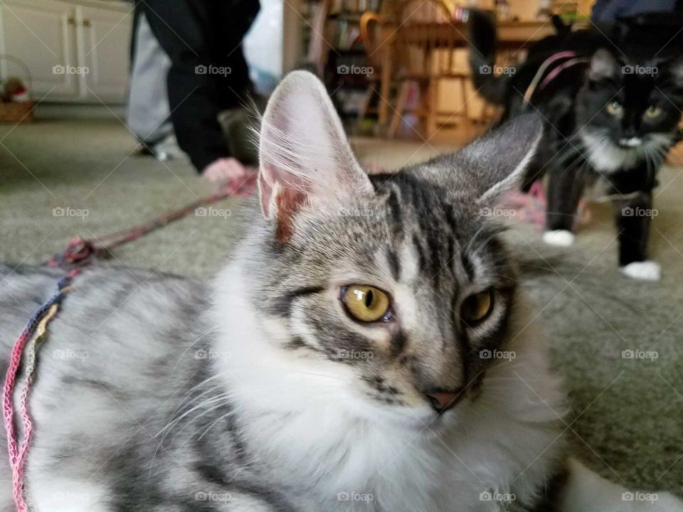 Fluffy Cat: Handsome Young Cat