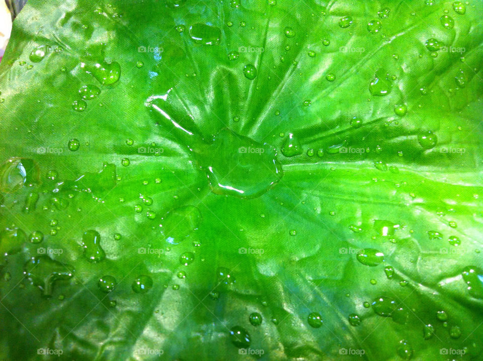 green nature water leaf by blackpearl079