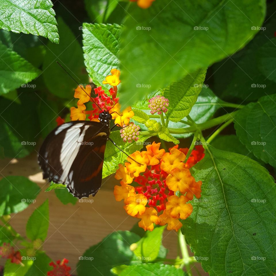 Butterfly, Nature, No Person, Leaf, Insect