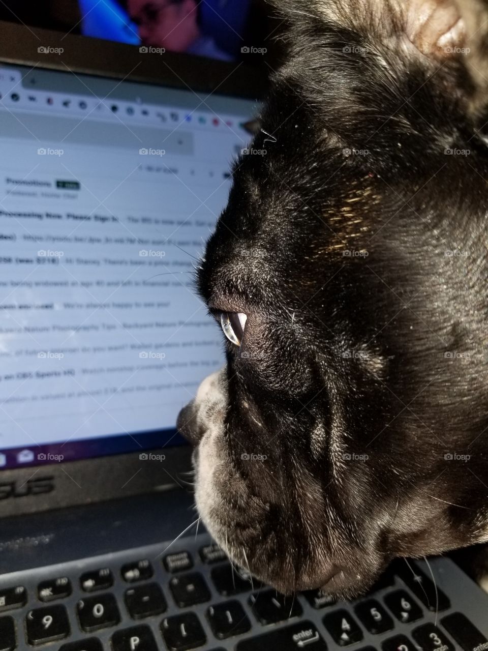 dog reading on computer