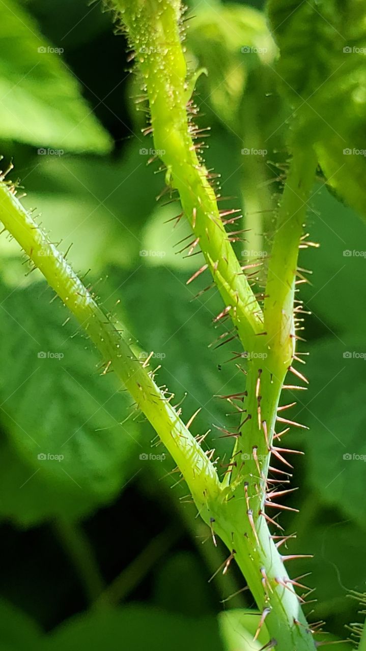 Thorns of a raspberry