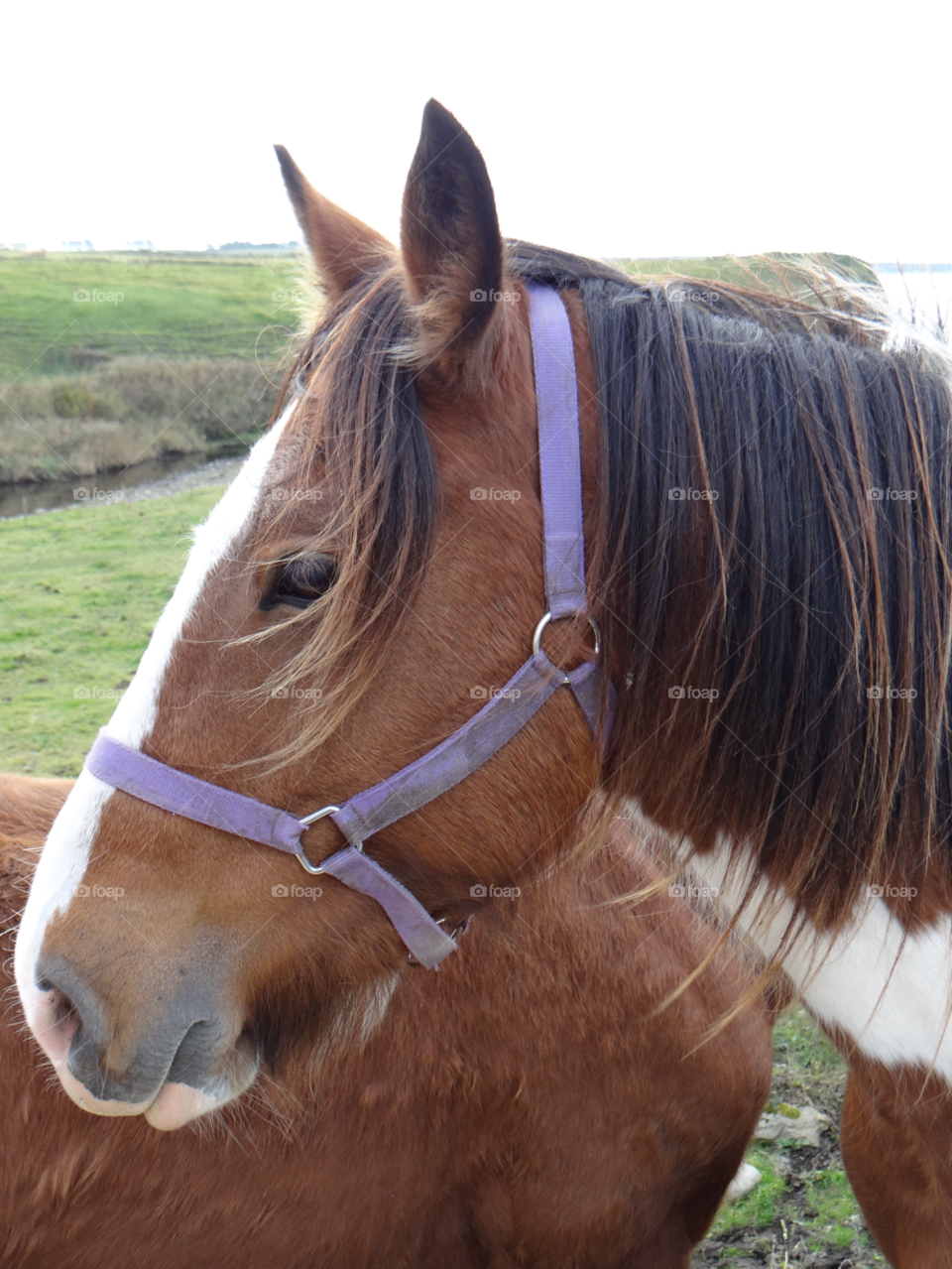 ireland profile horse windy by kshapley