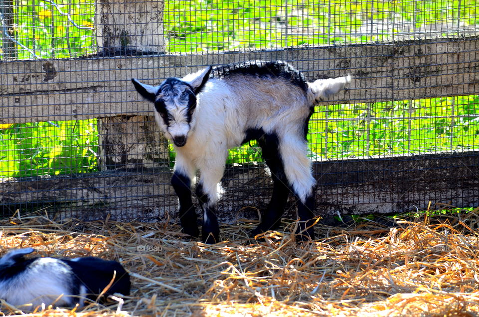 Baby Goats