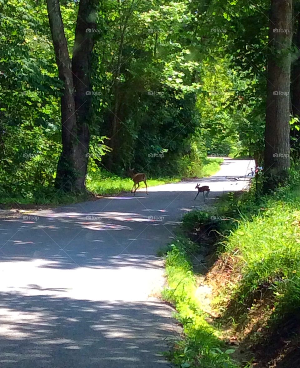 Deer crossing. Momma & baby!!!