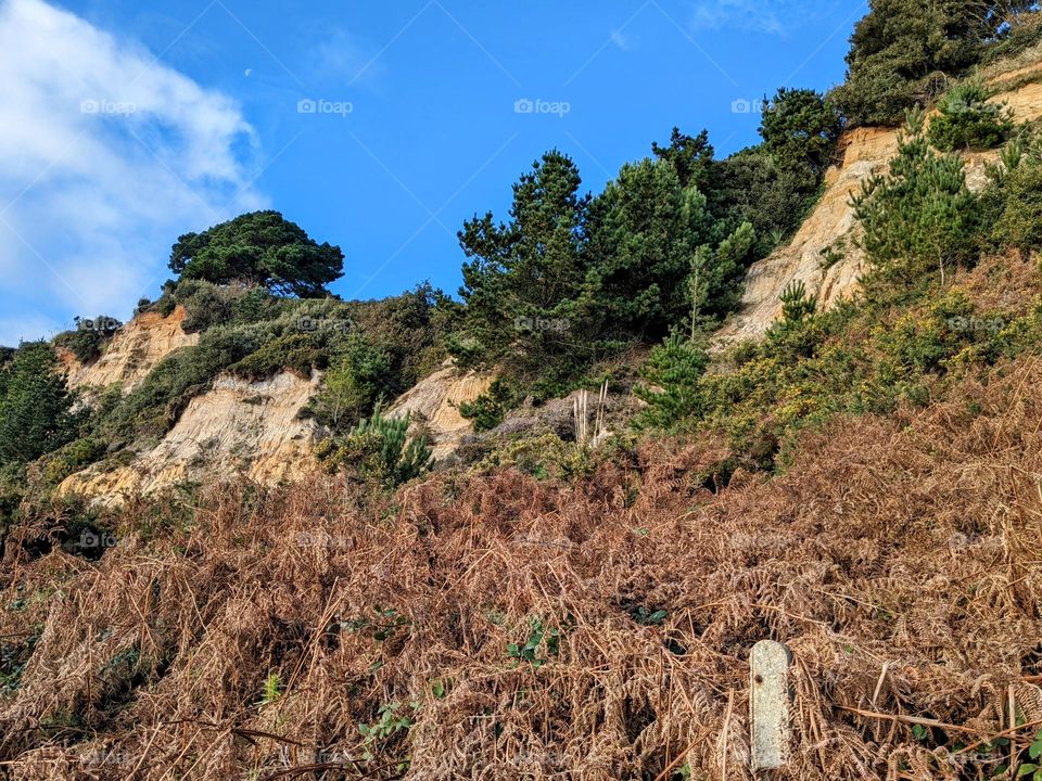 Looking up a cliff face. Brown plants are near the ground. The orange and sandy cliff face is visible in the middle. Trees sit on top of the cliff. The sky is a vivid blue with some wispy clouds.