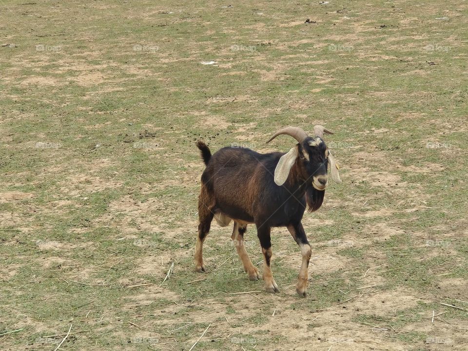 Sheep at Chulu Ranch in Beinan Township