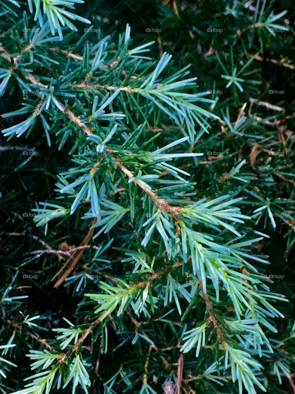 Pine branch