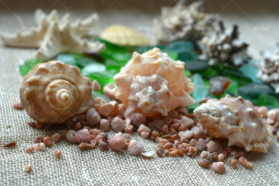 Food, Desktop, No Person, Shell, Seashell