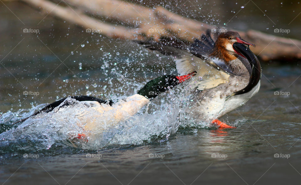 Merganser Ducks with a Kokanee Salmon