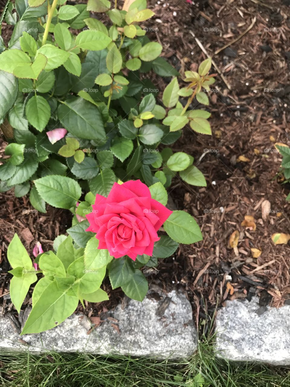 Pink single rose 