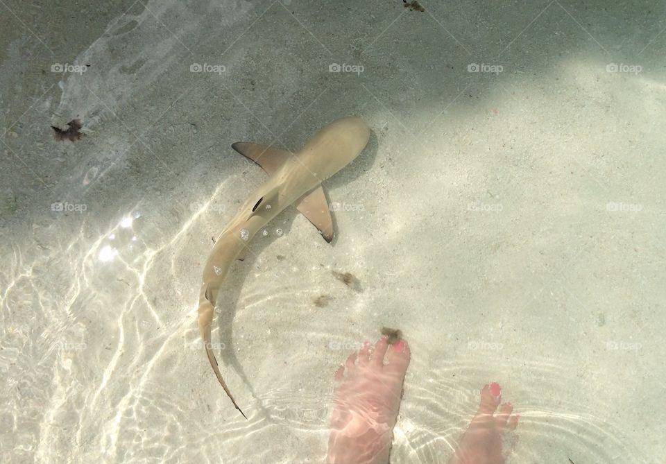 Patiently waiting in the sea in the Maldives to meet a local reef shark. Perfect mindful moment. 