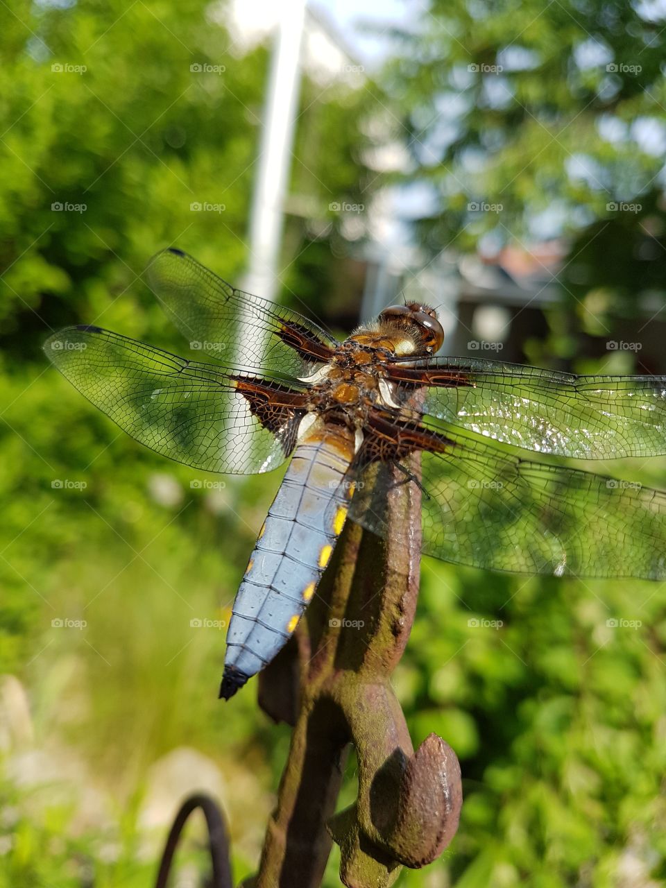 dragonfly
