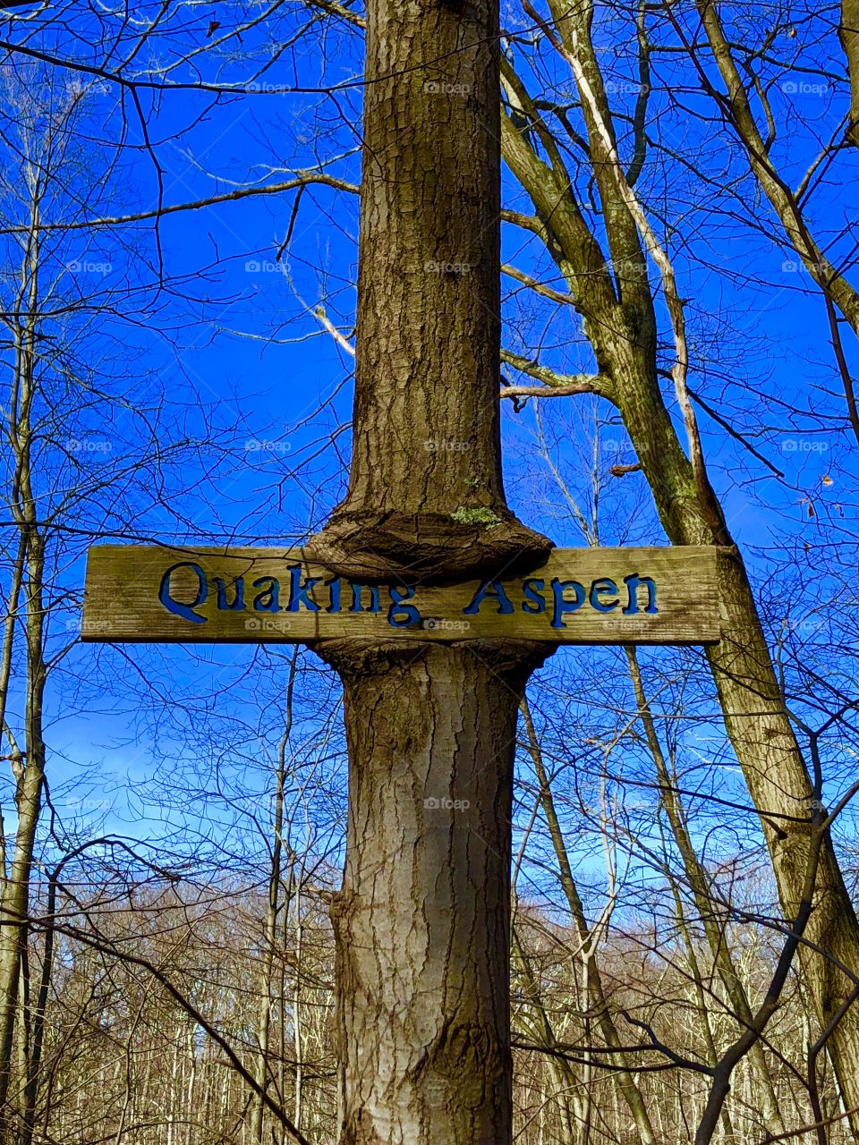 Tree enveloping sign