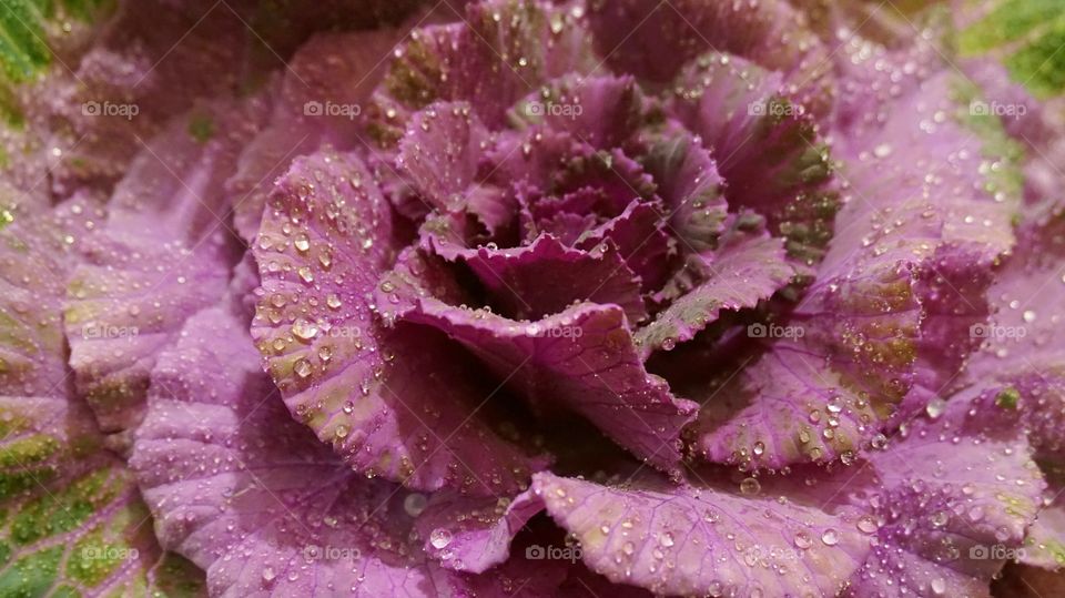 violet cabbage