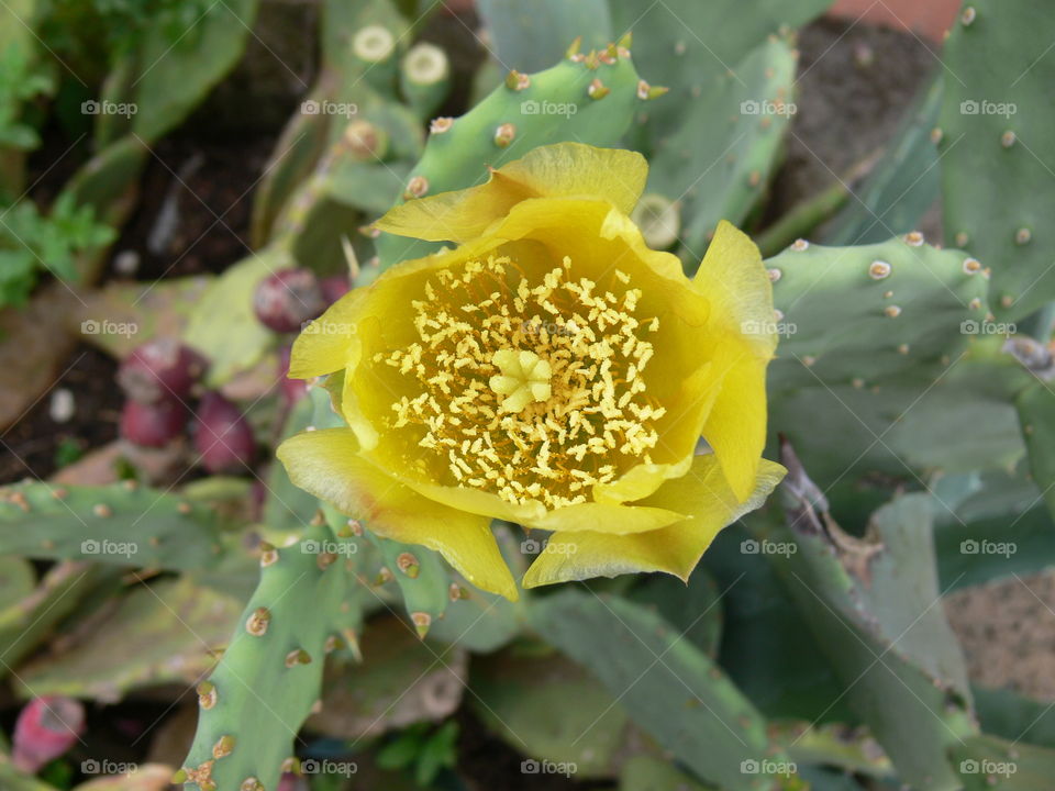 a closeup pic of a yellow cactus plant flower in bloom