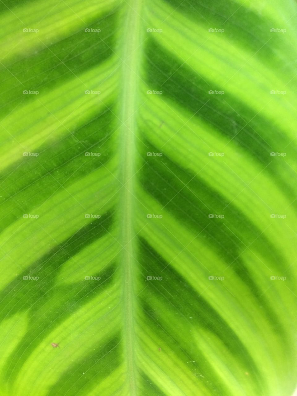 leaf in garden of beautiful detailing 