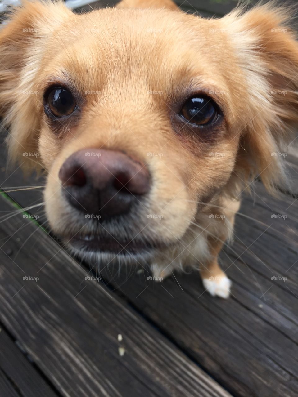 Chihuahua nose checking out camera