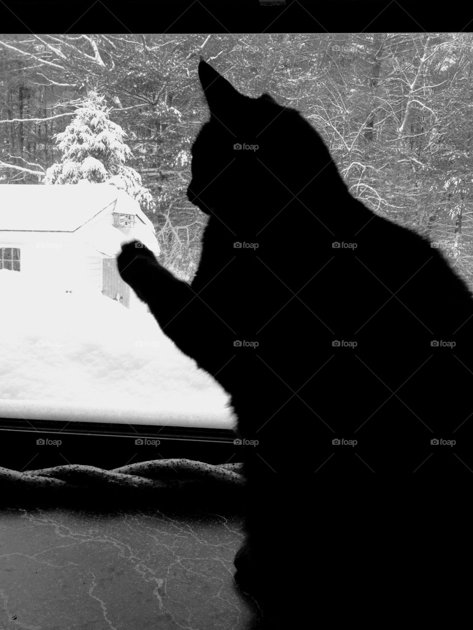 Black cat in window, asking to go out into the snow. White snow backdrop showing black & white contrast.