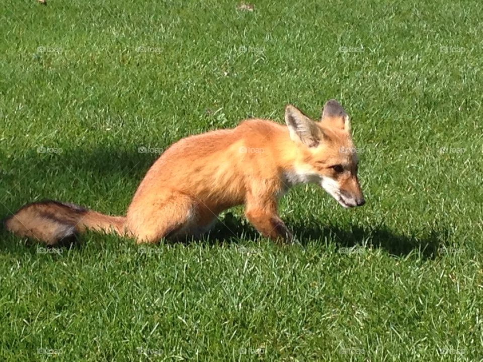Fox on a golf course - 5