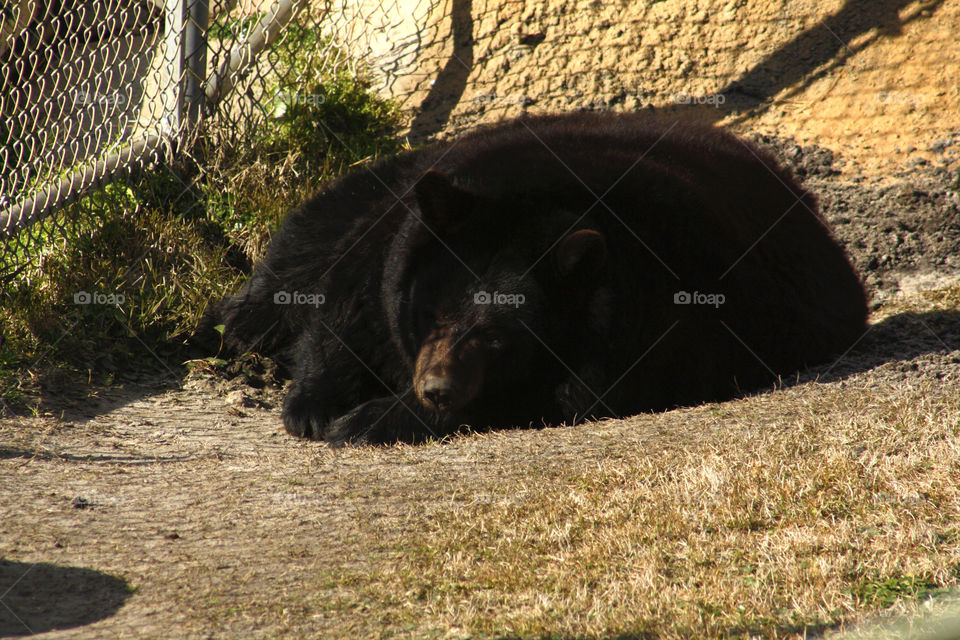 Black bear taking a snooze in the midday sun at a zoo in the South Eastern US.