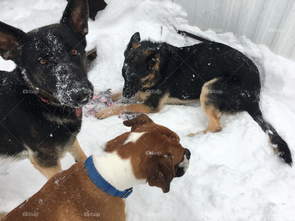 German shepherds and boxer