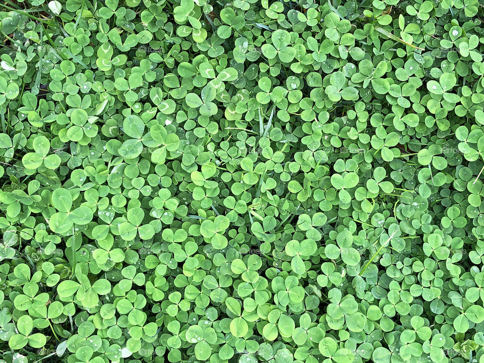 Clover Patch