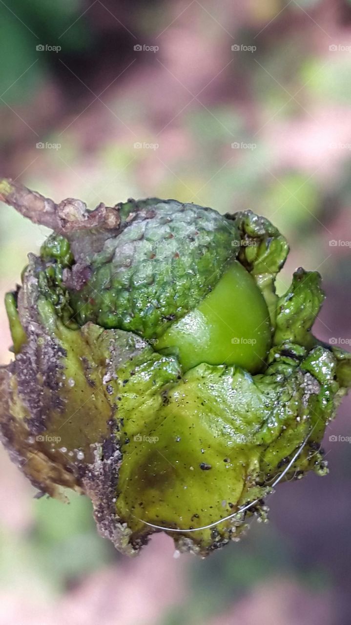 Eichel Baby im Herbst