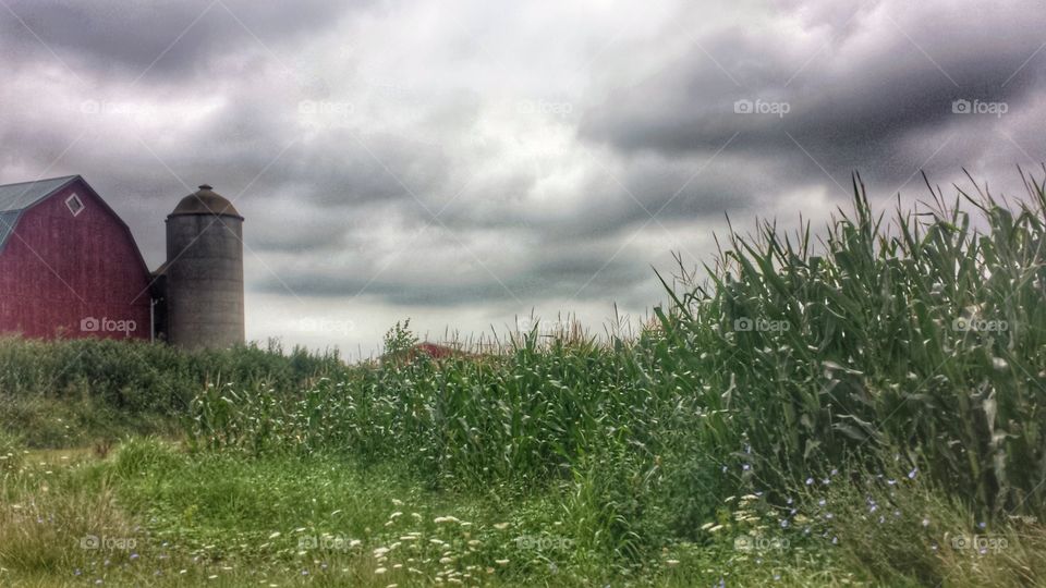 Farm Scene. Red Barn & Silo