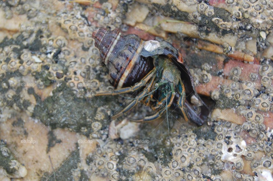 Hermit crab in the shell 