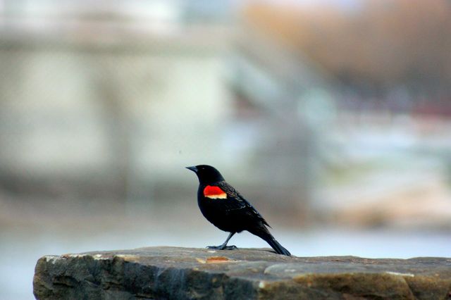 Bird