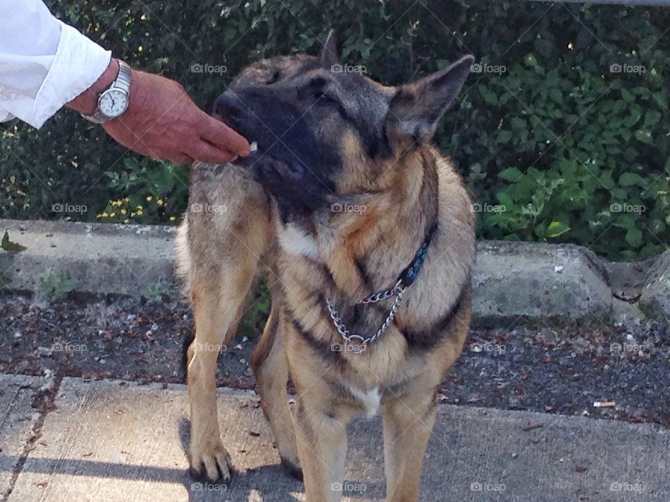 German Shepherd receiving a treat. German Shepherd dog receiving a treat