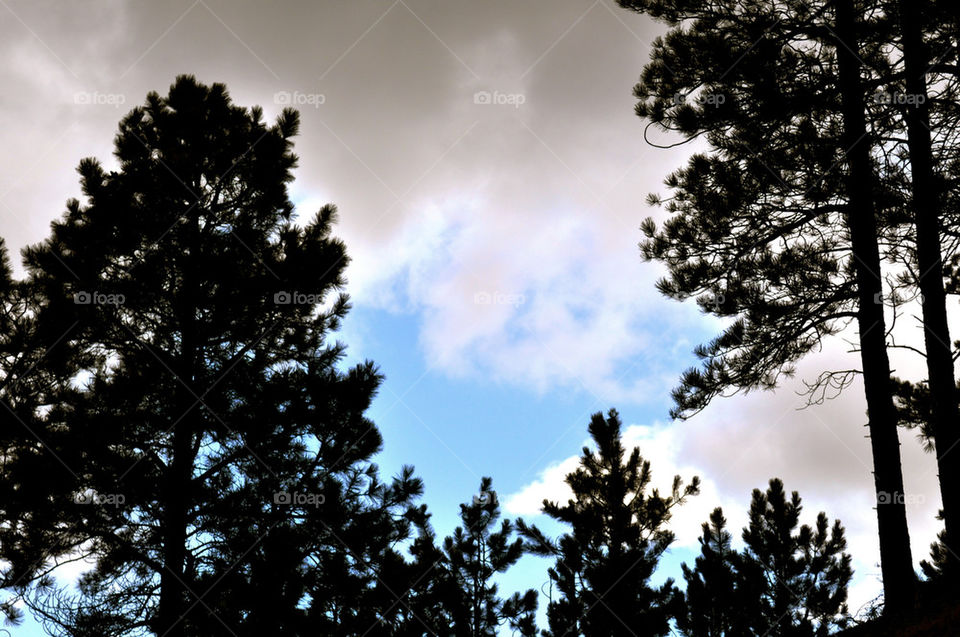 Clouds through trees