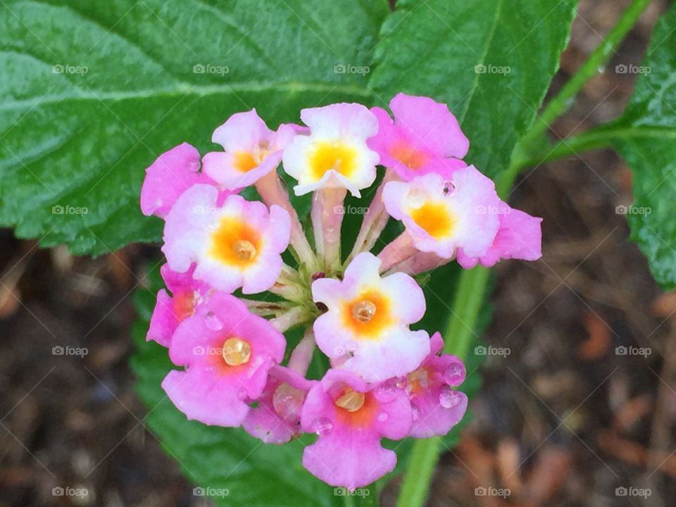 Lantana