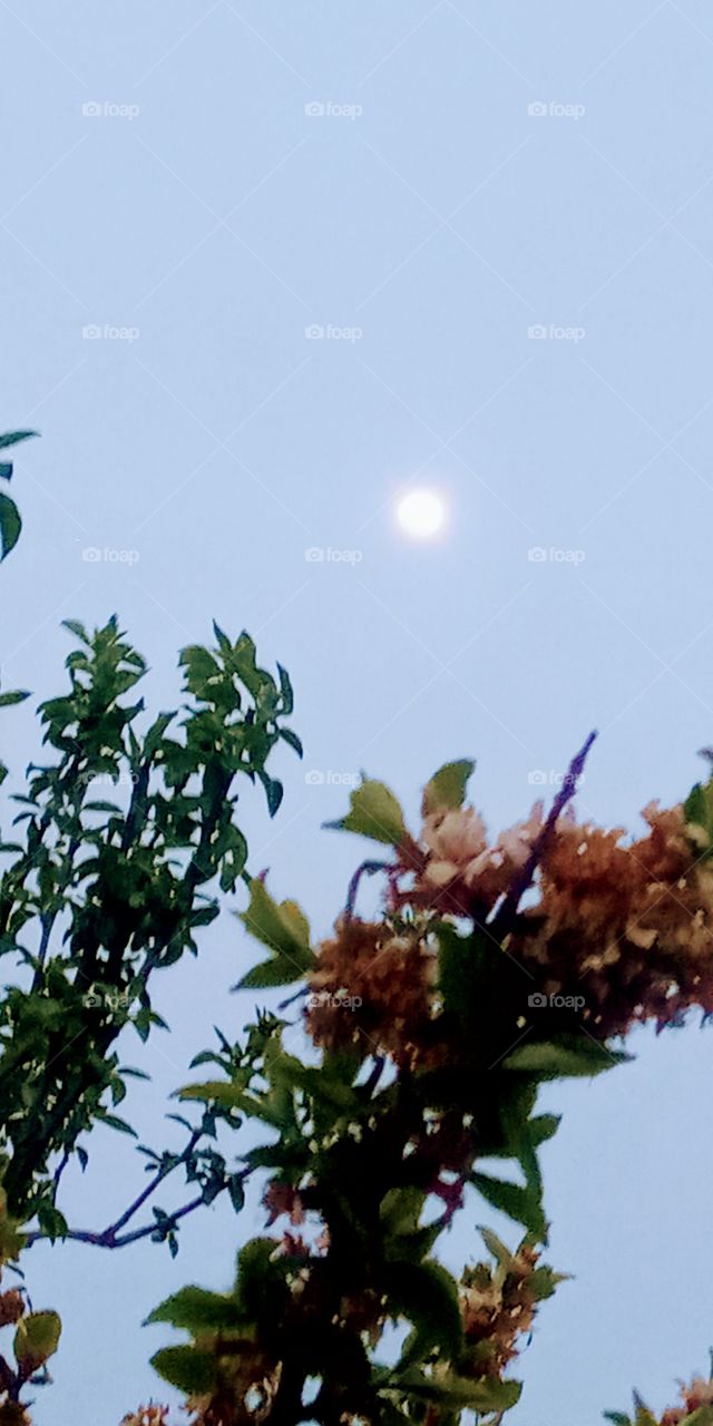 the moonlight above those flowers