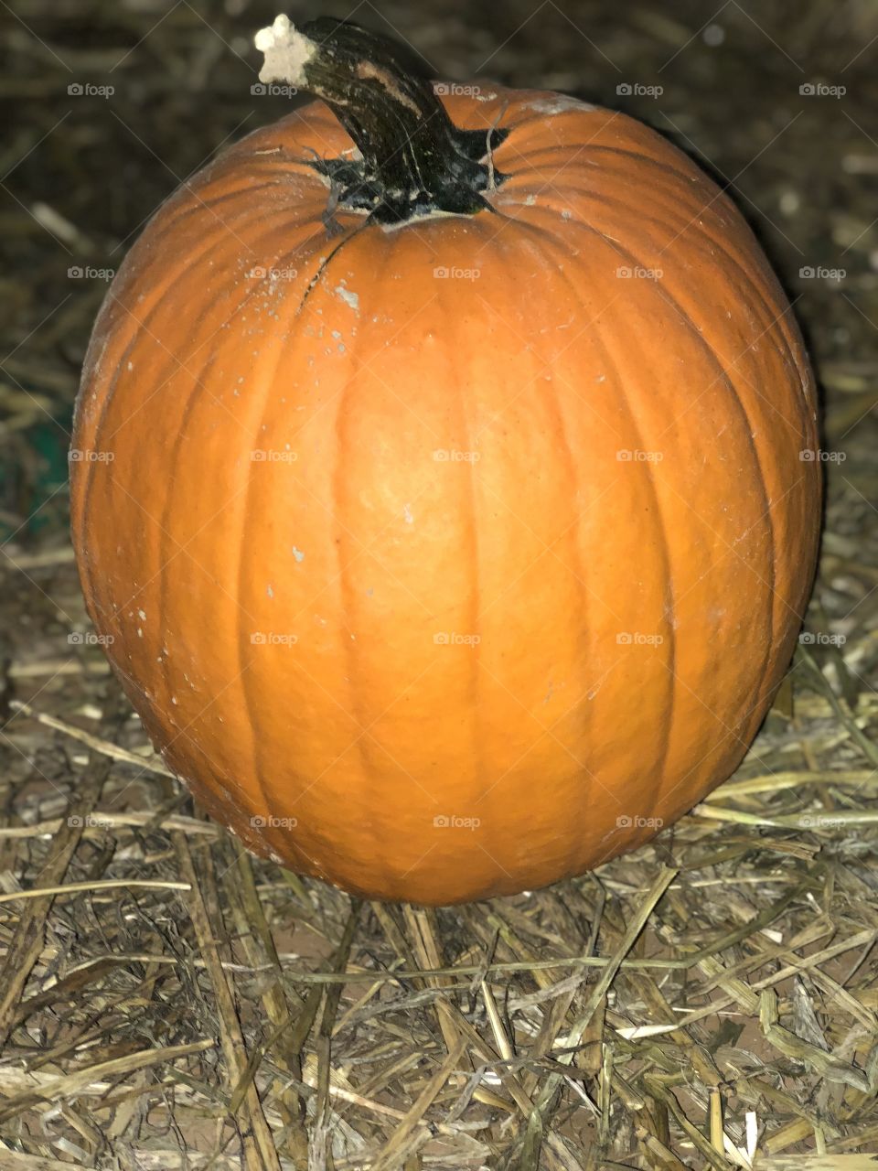 The Great Giant Pumpkin