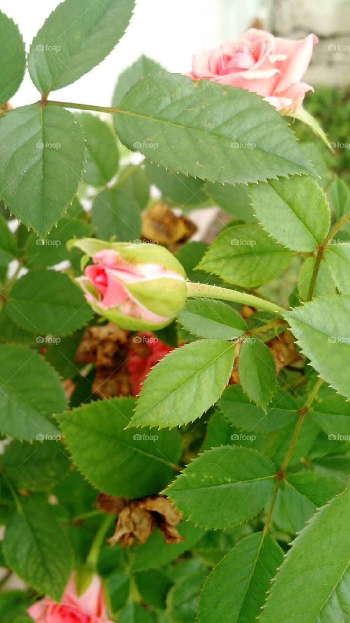 Rose bud