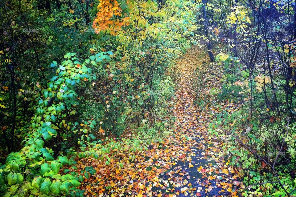 Nature path in an Autumn forest