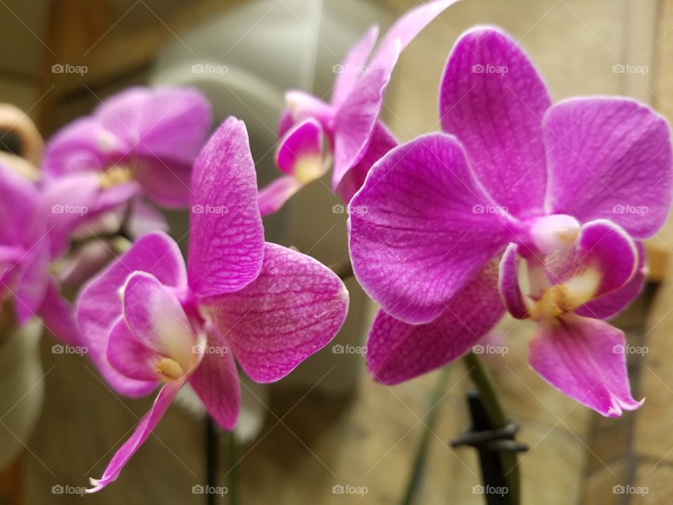 orchids