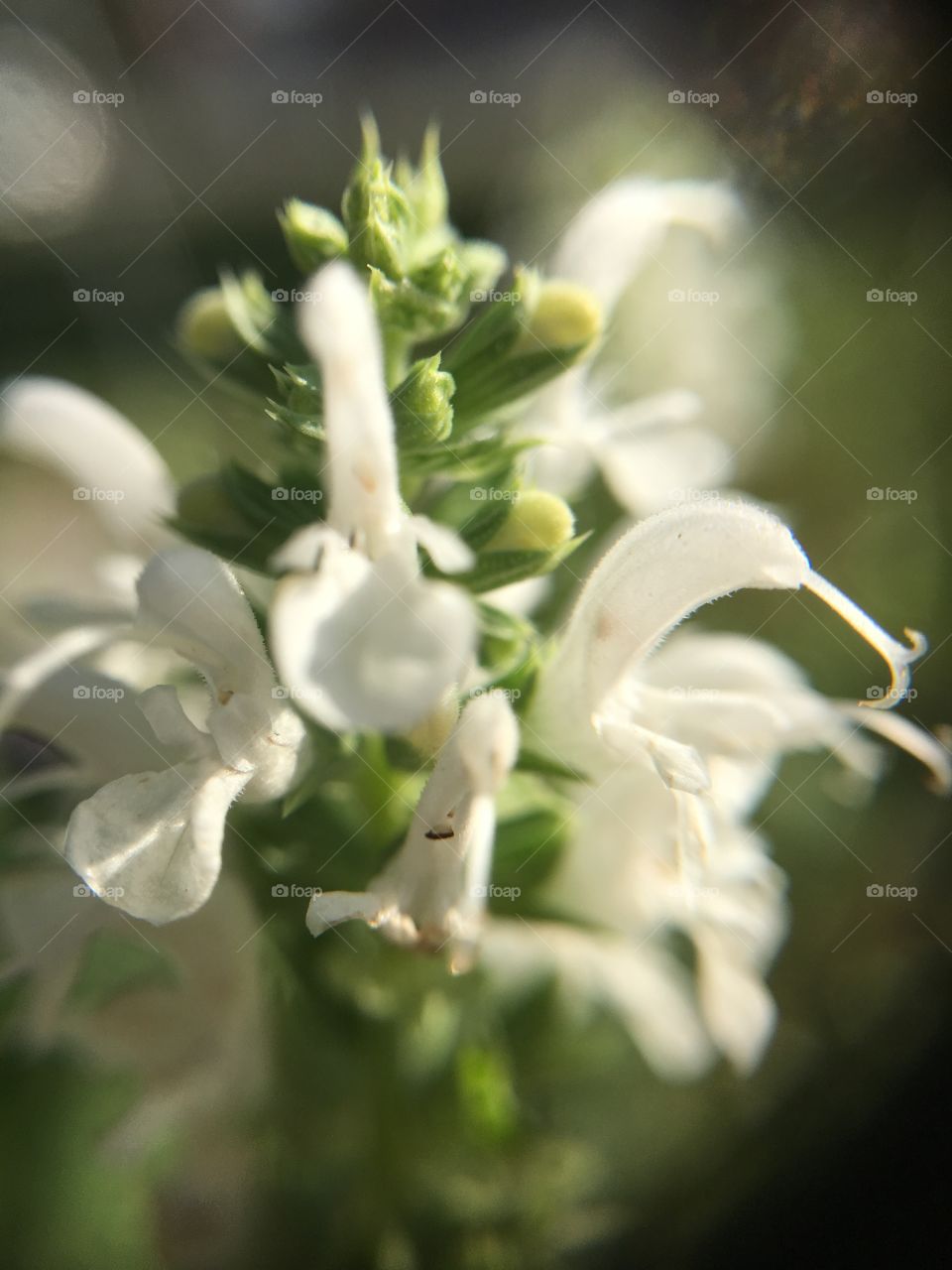 White flower closeup 
