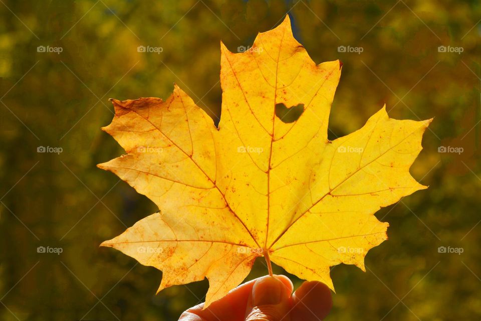 yellow leaf with heart in the hand nature lover