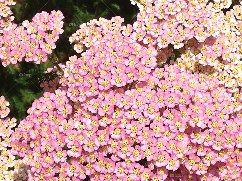 Tiny Flowers. Tiny pink flowers 