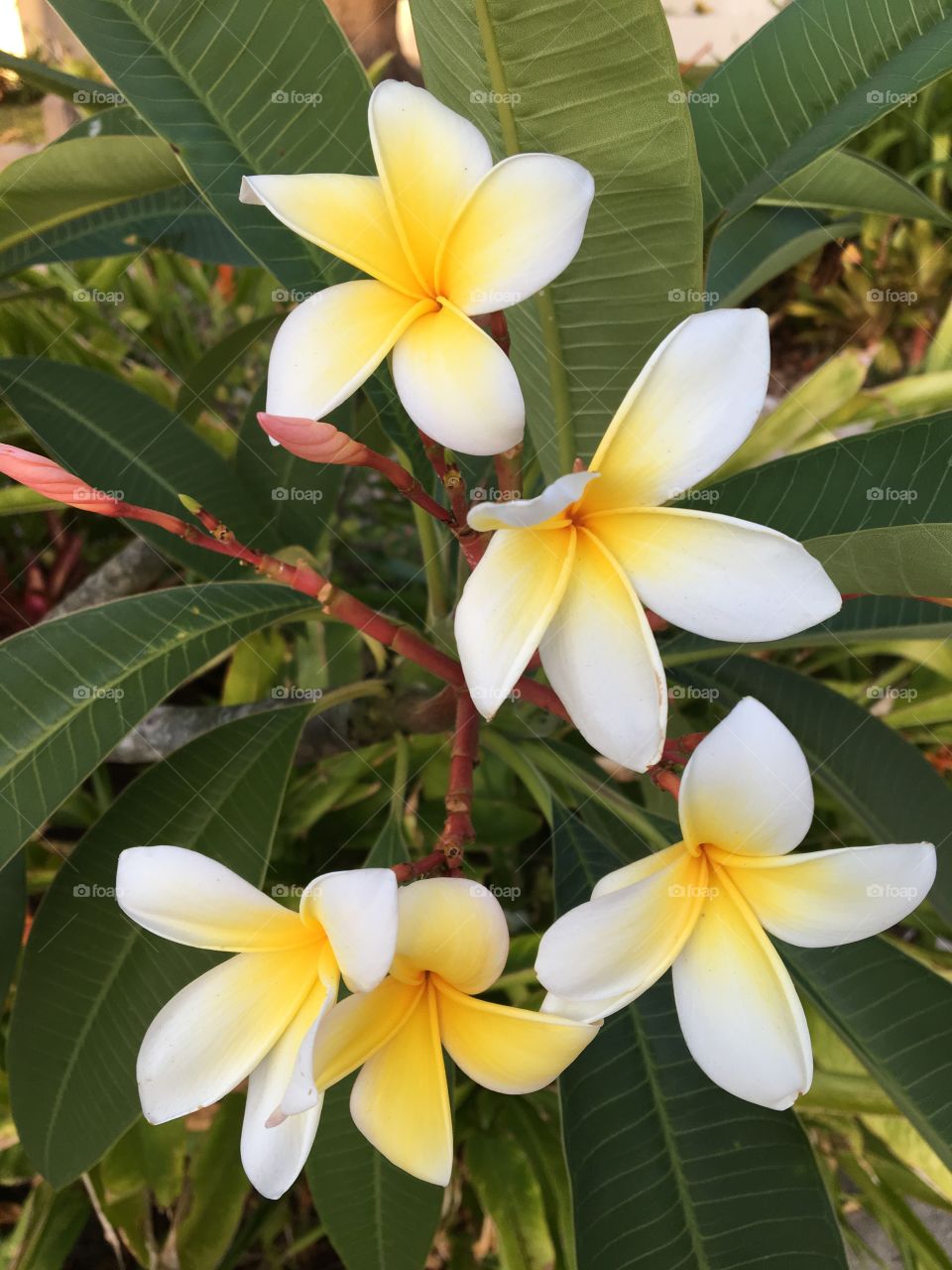 Plumeria 