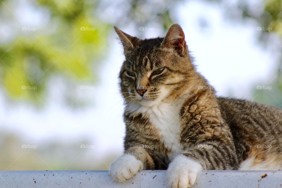 Summer Pets - a drowsy grey tabby relaxing on a summer day in a shady spot 