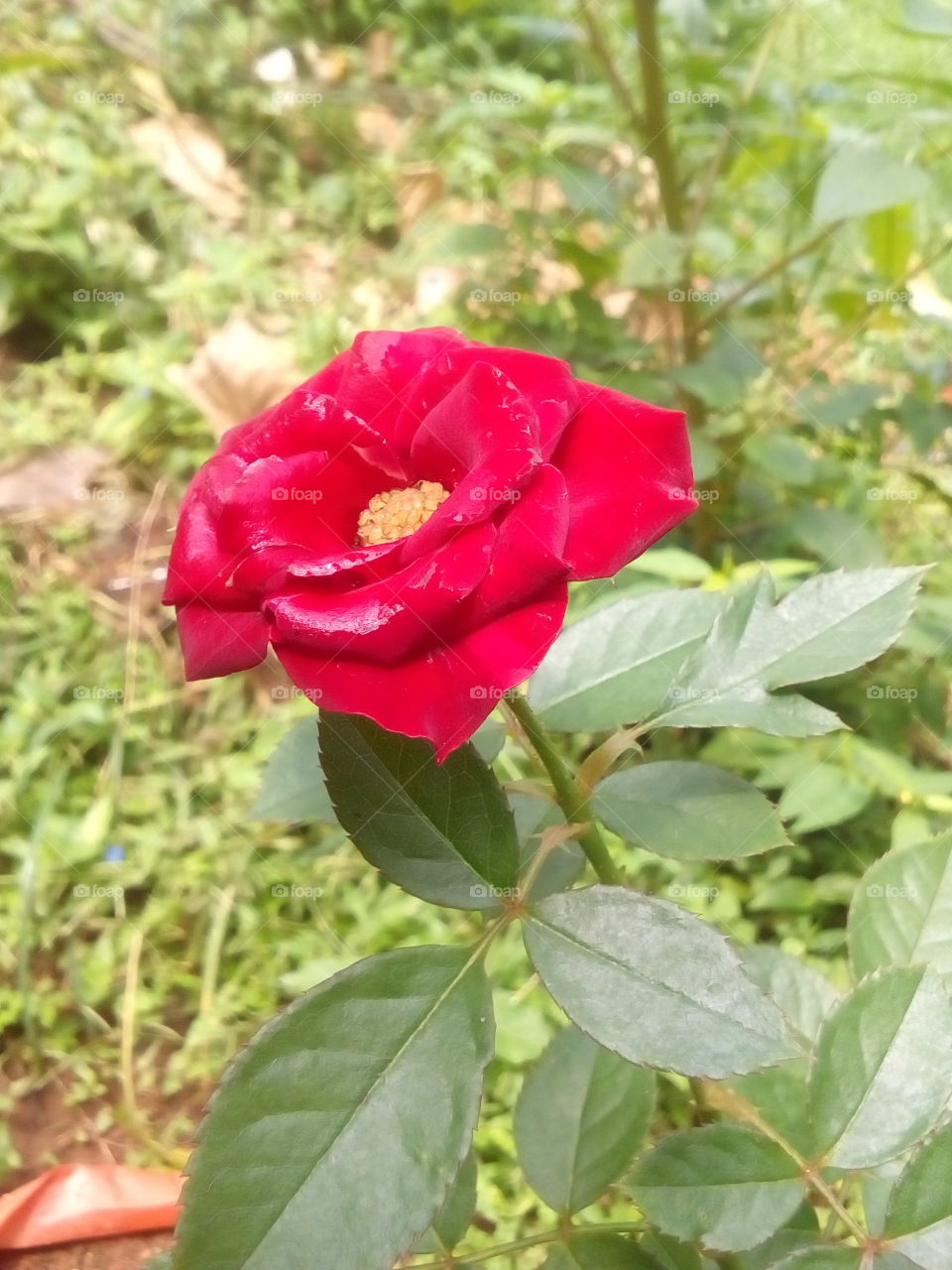 House Garden small red rose love colour