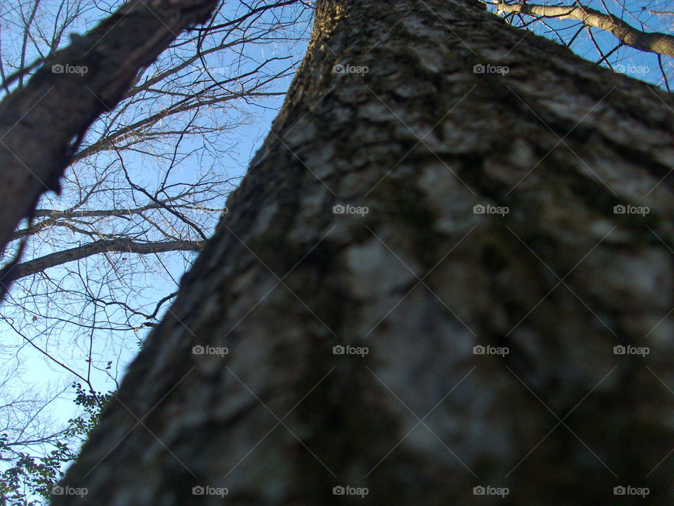 Tree, Wood, Nature, Bark, Trunk