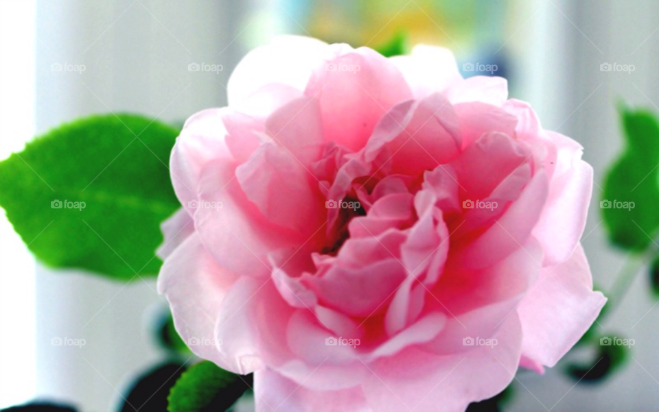 green pink flower rose by merethe